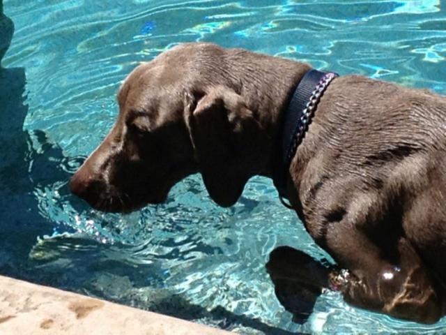 Channing Likes to Swim